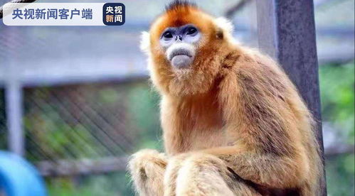 世界唯一棕色人工饲养大熊猫 七仔 将在陕西与游客见面